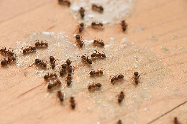 Best Pest Control for Businesses  in Petaluma, CA