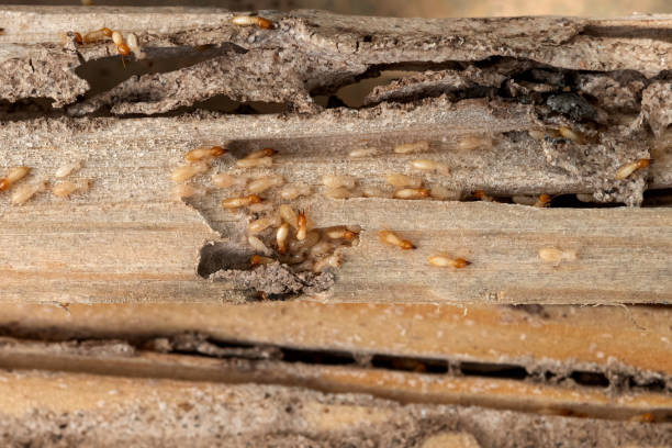  Petaluma, CA Pest Control Pros