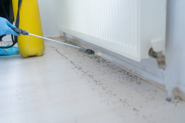 Reliable Petaluma, CA Pest Control Solutions