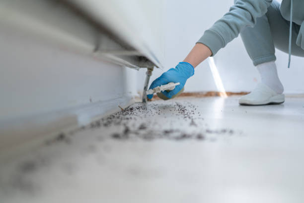 Best Bed Bug Extermination  in Petaluma, CA
