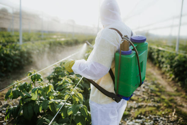 Wasp Removal Services in Petaluma, CA